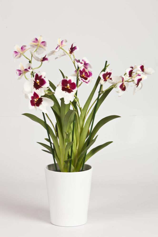 Miltonia