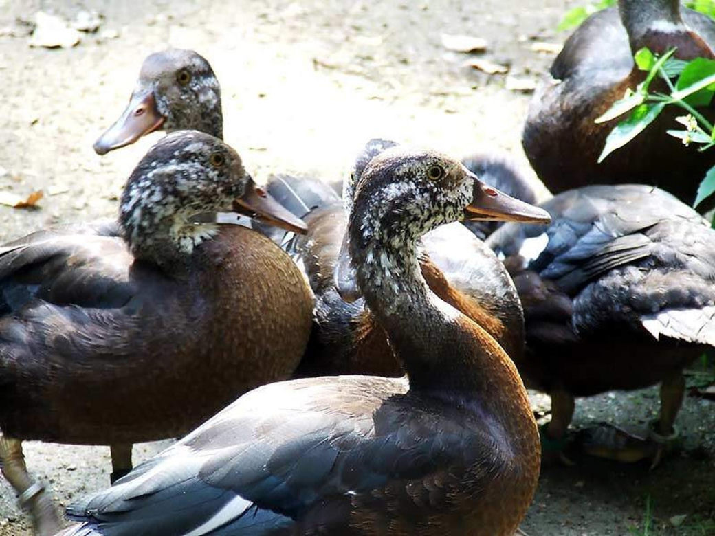 Tierpark Cottbus