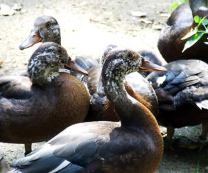 Tierpark Cottbus
