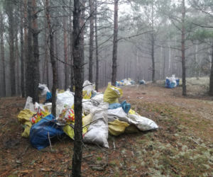 Hałda śmieci w wielkopolskim lesie