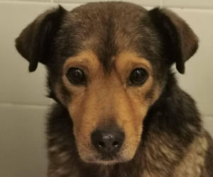 Interwencja w Sobolewie. Wrocławskie schronisko przyjęło 10 psów