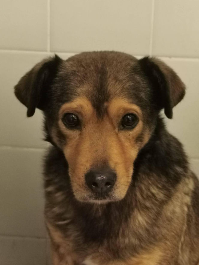 Interwencja w Sobolewie. Wrocławskie schronisko przyjęło 10 psów