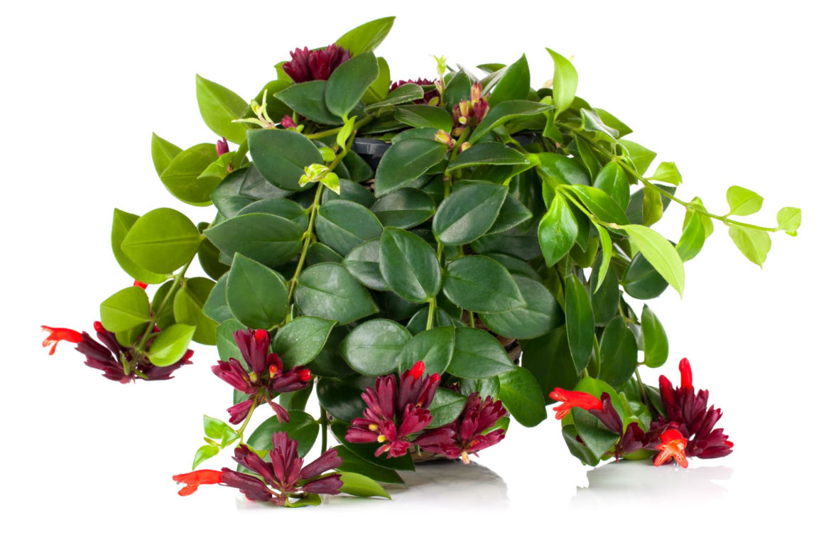 Eszynantus (Aeschynanthus)