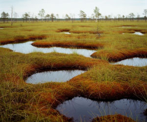 Dopłaty do torfowisk to nawet 2300 zł do hektara