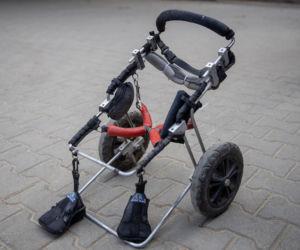 Rowek zbiera na nowy bolid