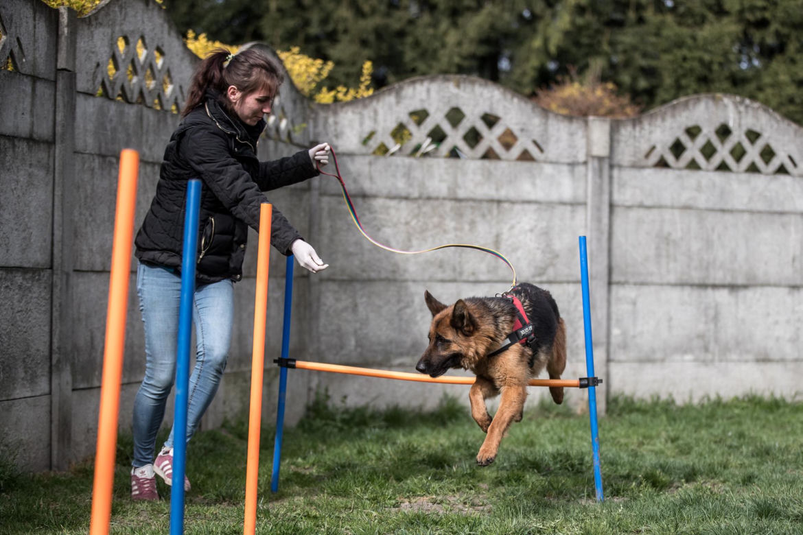 Mieszkańcy Krakowa chętnie adoptują psy w czasie koronawirusa