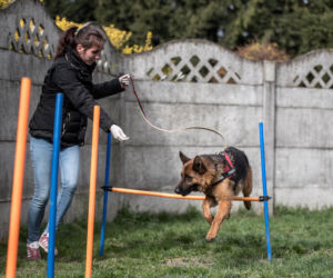Mieszkańcy Krakowa chętnie adoptują psy w czasie koronawirusa
