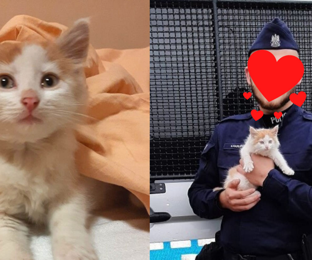 Uratowany kotek