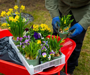 Wiosenne porządki w ogrodzie