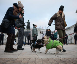 Wielki Marsz dla Zwierząt po wecie prezydenta
