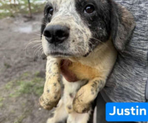 OTOZ Animals poszukuje domów dla psów