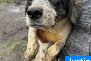 OTOZ Animals poszukuje domów dla psów