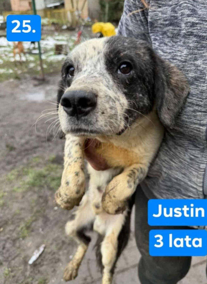 OTOZ Animals poszukuje domów dla psów