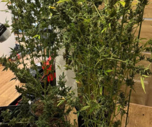 Policja z Bielska-Białej przejęła ponad 5 kg narkotyków