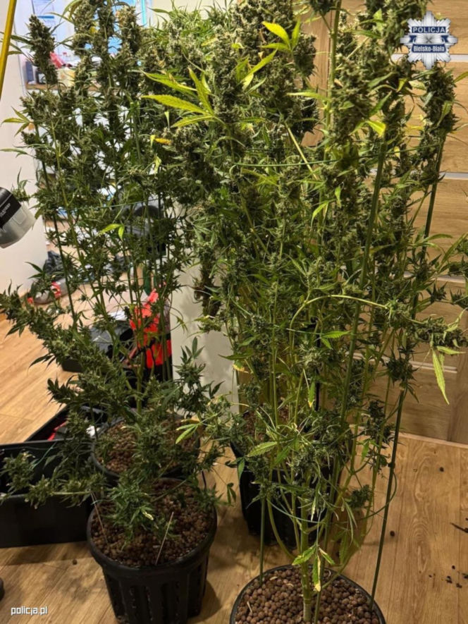 Policja z Bielska-Białej przejęła ponad 5 kg narkotyków