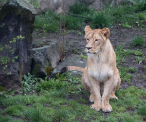 Śląski Ogród Zoologiczny ma nowego mieszkańca. To lwica Anoona. Jest pogodna i towarzyska [ZDJĘCIA]