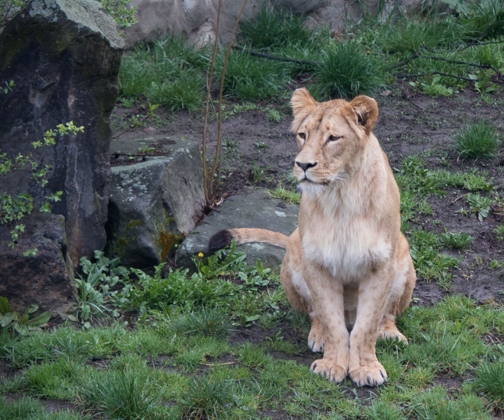 Śląski Ogród Zoologiczny ma nowego mieszkańca. To lwica Anoona. Jest pogodna i towarzyska [ZDJĘCIA]