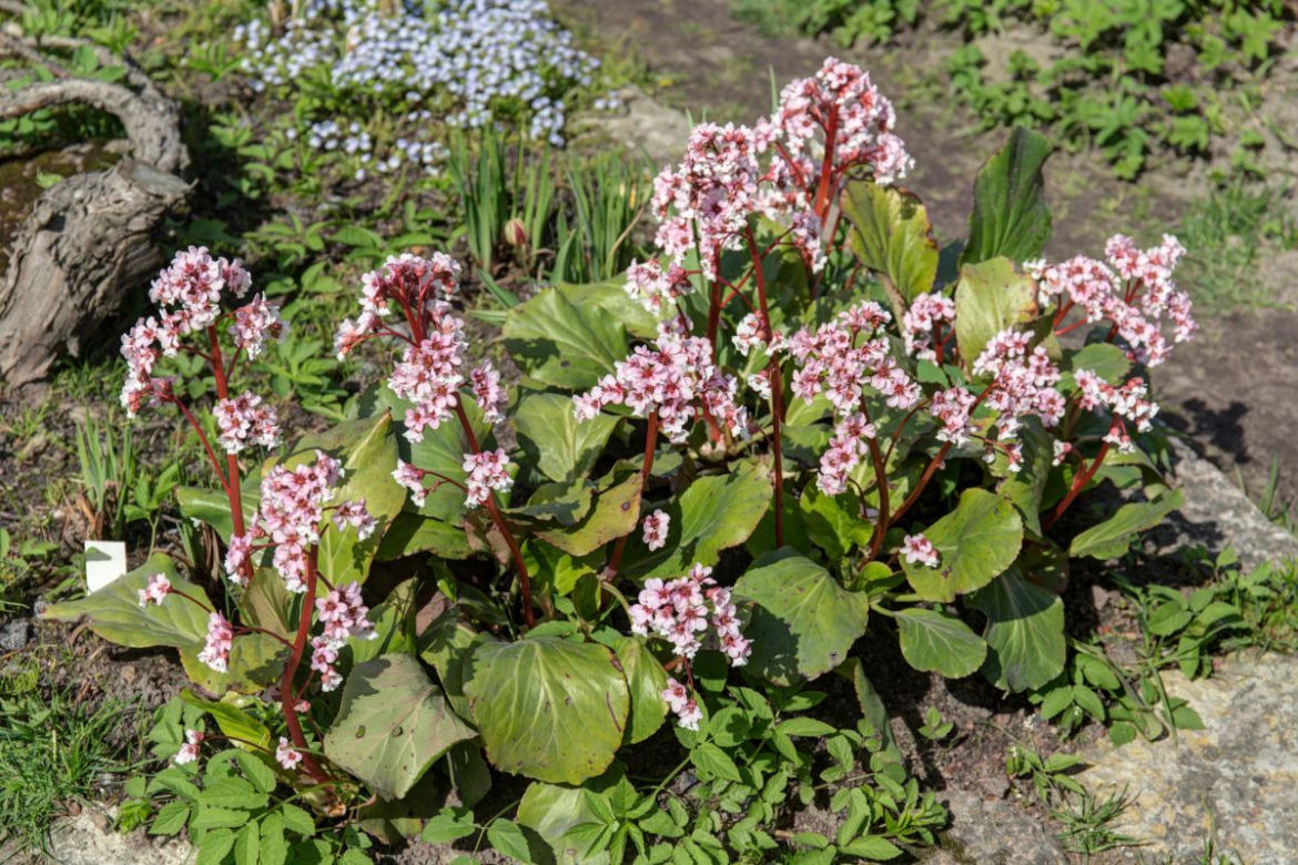 Bergenia grubolistna