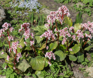 Bergenia grubolistna