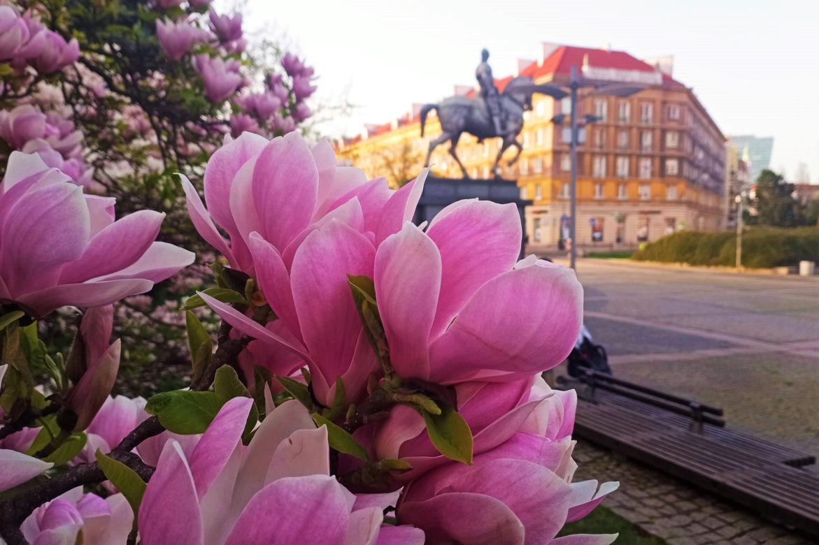 Magnolie w Szczecinie