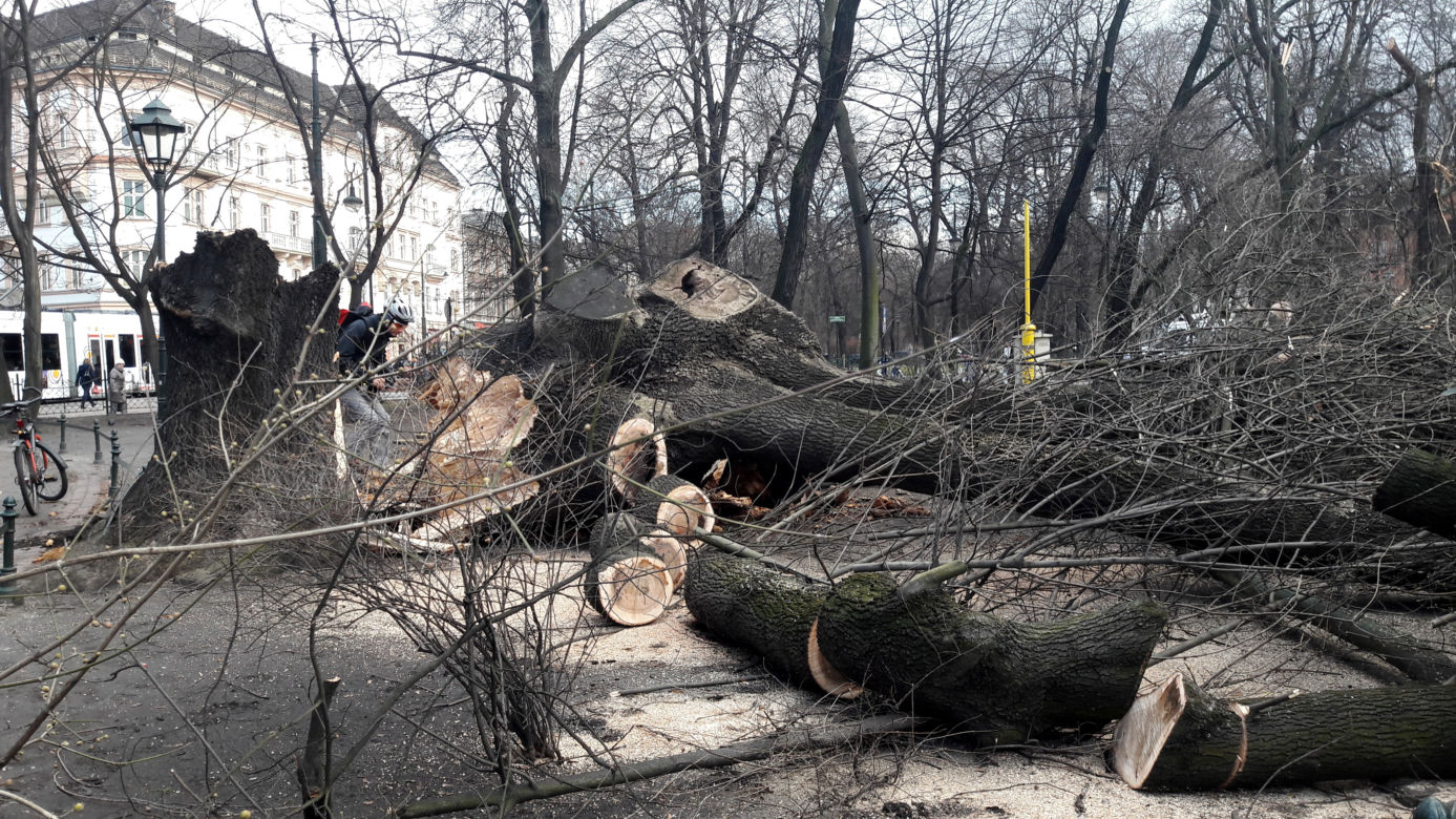 Ogromne drzewo powalone na Plantach [ZDJĘCIA]