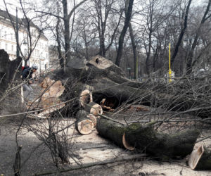 Ogromne drzewo powalone na Plantach [ZDJĘCIA]