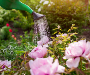 Tani nawóz z drożdży do piwonii. Wystarczy jedna kostka, by krzewy obficie zakwitły w maju