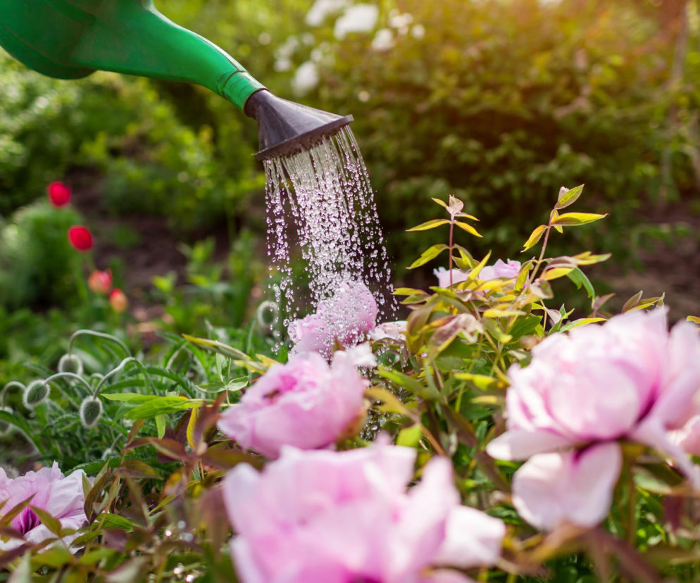 Tani nawóz z drożdży do piwonii. Wystarczy jedna kostka, by krzewy obficie zakwitły w maju