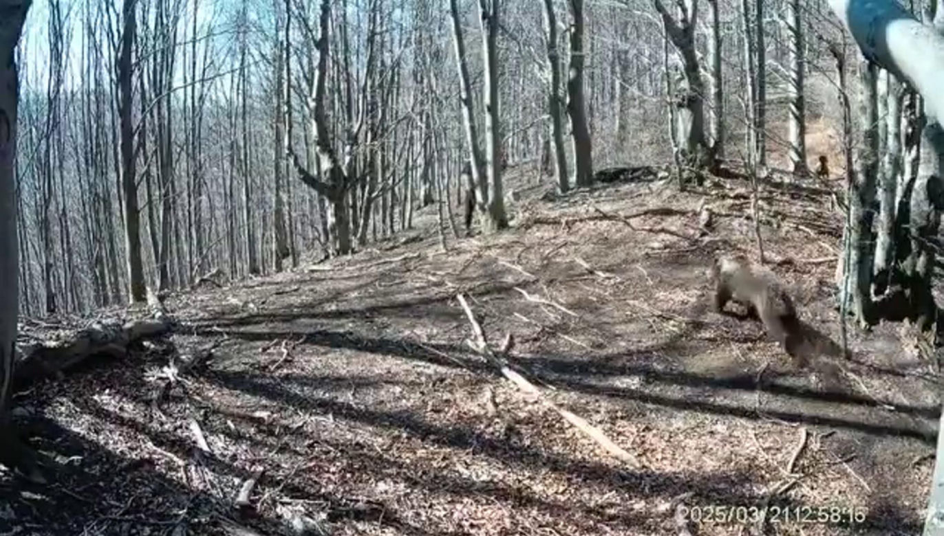 Atak niedźwiedzia na człowieka na Słowacji! Wideo mrozi krew w żyłach