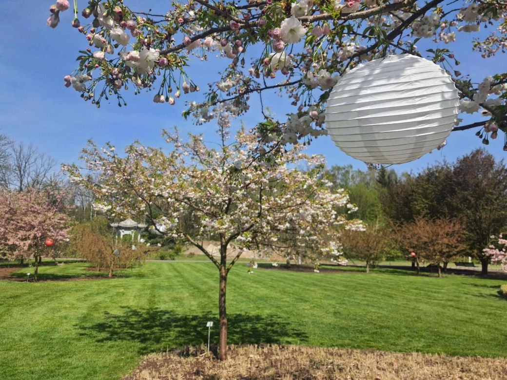 Kwitnące wiśnie i magnolie w Ogrodzie Botanicznym w Powsinie