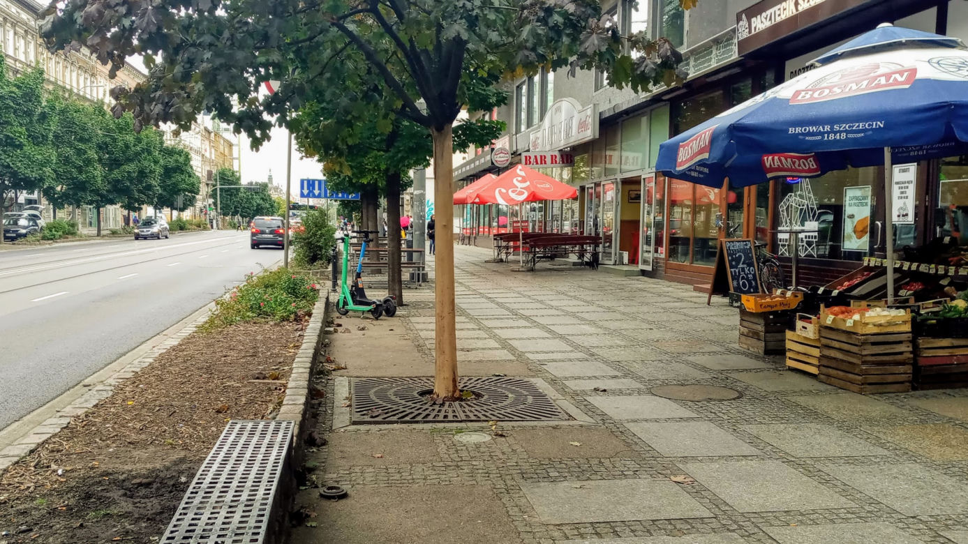 Ktoś celowo okalecza drzewa w centrum Szczecina
