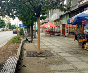 Ktoś celowo okalecza drzewa w centrum Szczecina