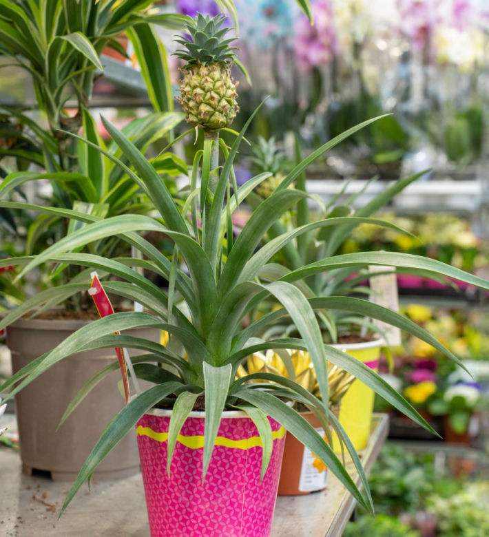 Ananas