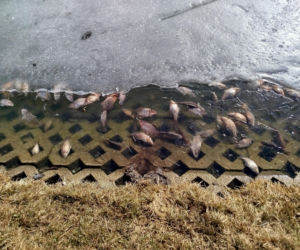 Martwe ryby w stawie na terenie Parku Aleksandria w Siedlcach