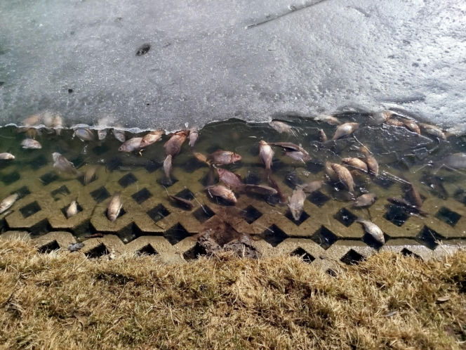 Martwe ryby w stawie na terenie Parku Aleksandria w Siedlcach