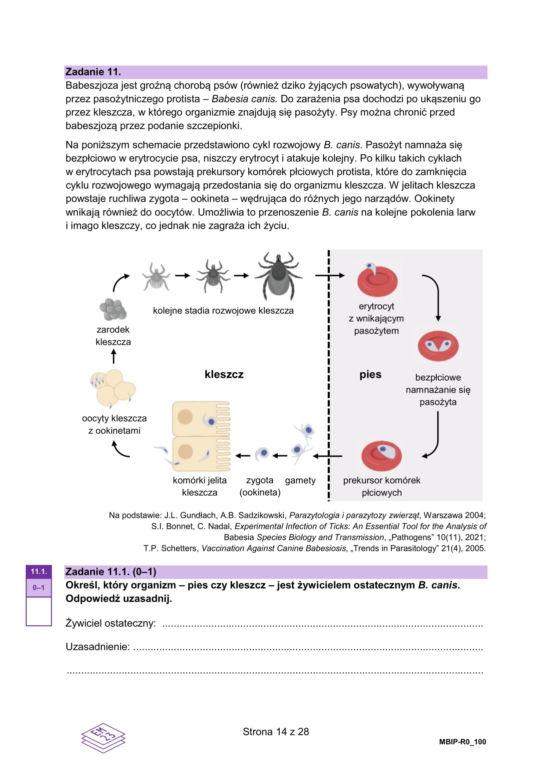 Matura próbna 2025: biologia rozszerzona. Odpowiedzi + arkusze CKE (10.12.24)