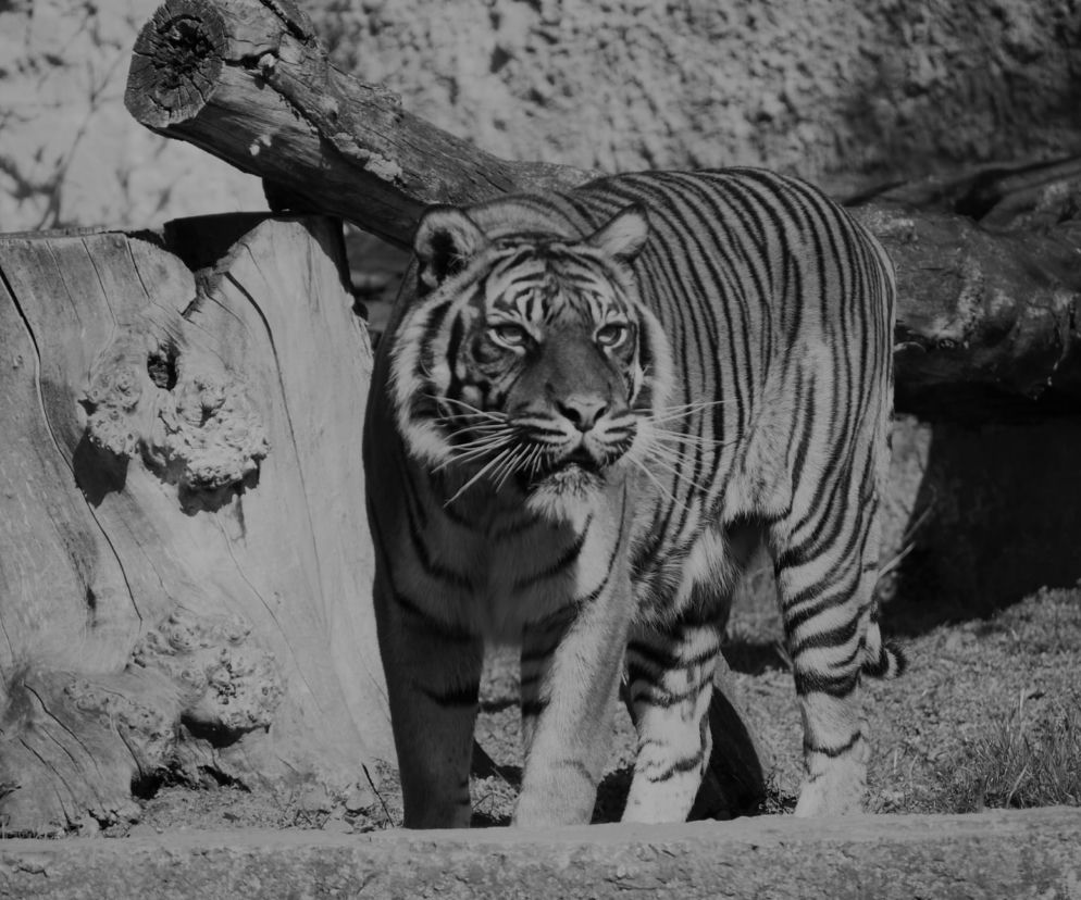 Nie żyje tygrysica z warszawskiego zoo. Ratu była ulubienicą odwiedzających