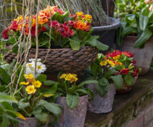 W co posadzić prymulki zakupione w sklepie?