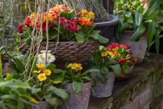 W co posadzić prymulki zakupione w sklepie?