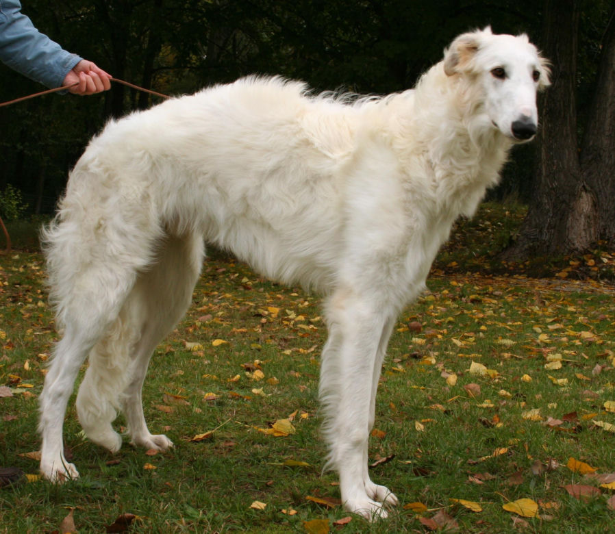Borzoj
