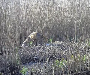 Zjadł dzieci na oczach rodziców