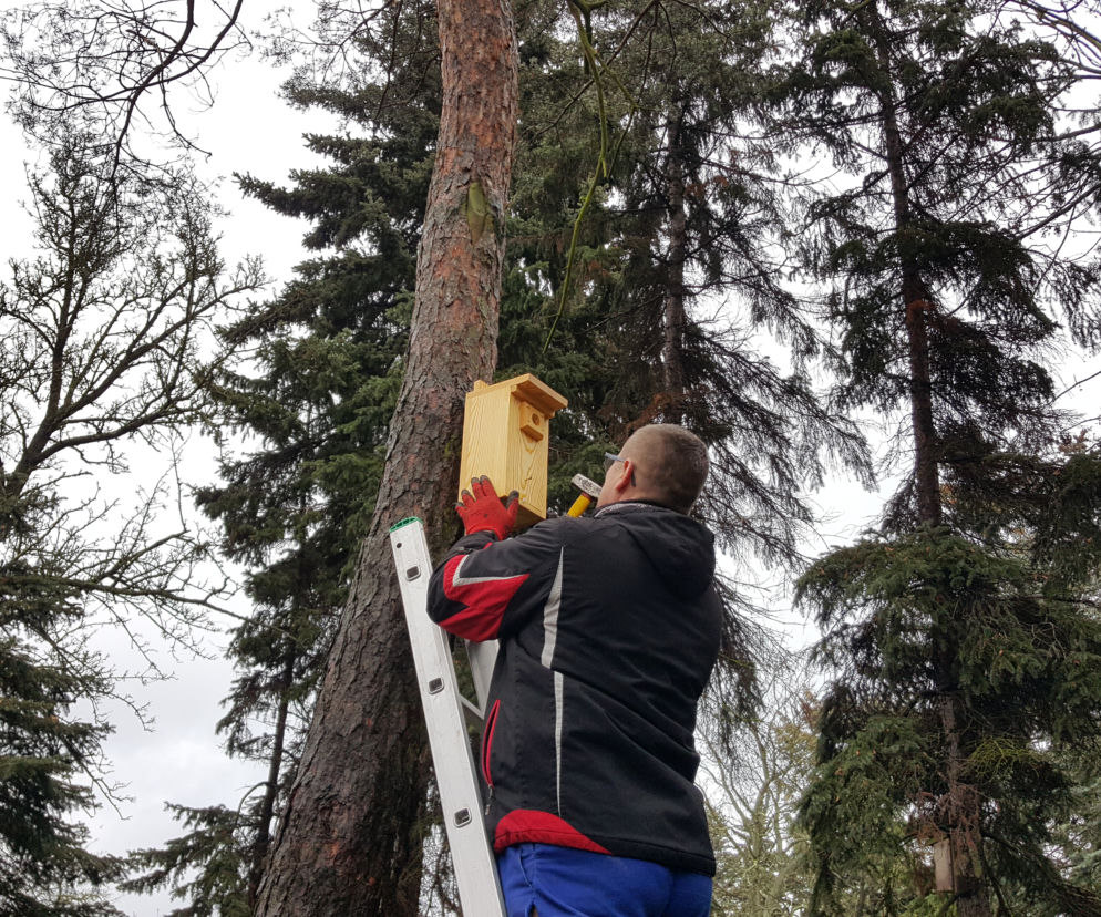 Budki lęgowe zawisły w bydgoskim Ogrodzie Botanicznym UKW w Bydgoszczy