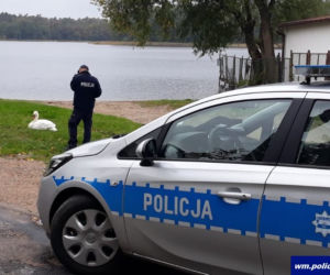 Łabędź Kubuś na lądzie