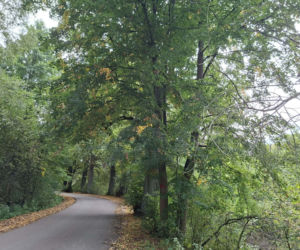Czarniecka Góra