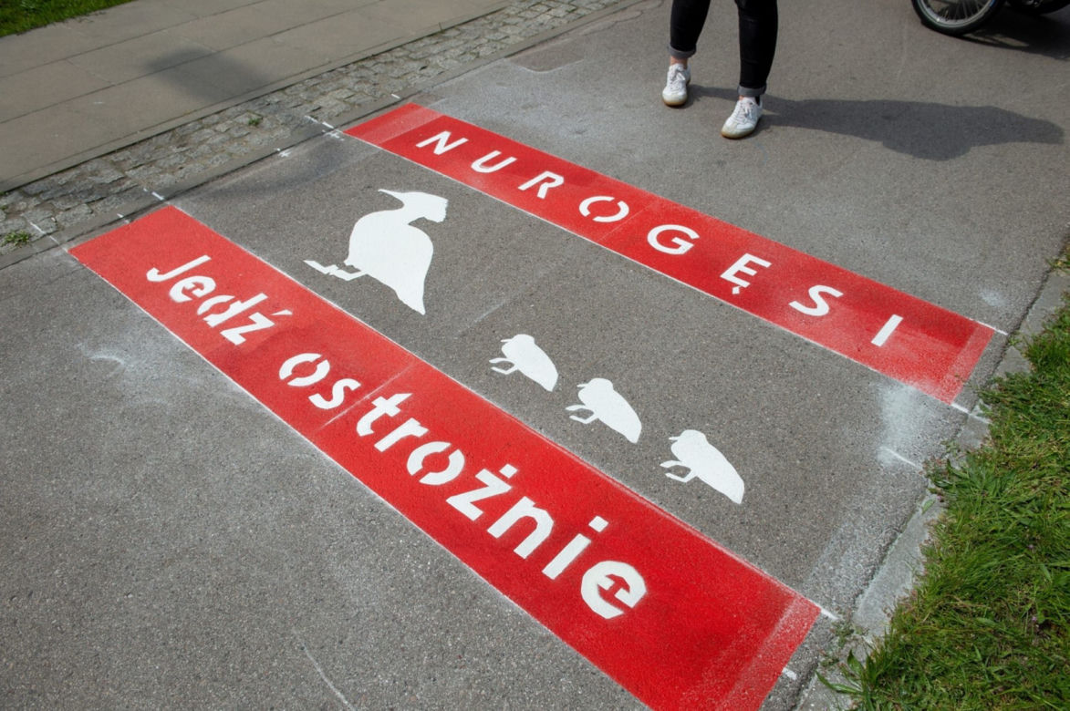 Nurogęsi mają swoje pasy