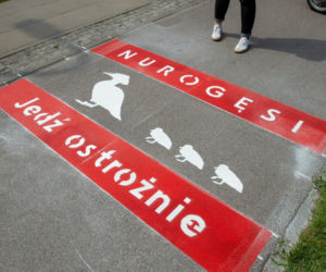 Nurogęsi mają swoje pasy