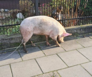 ŚWINIA z Wejherowa DONIOSŁA na właściciela