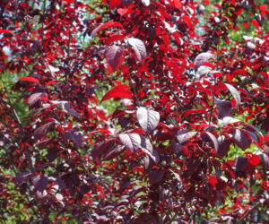 Śliwa wiśniowa 'Pissardii'