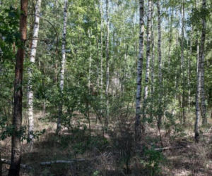 Szefowa wywiozła ciało Ukraińca do lasu