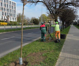 Więcej drzew w Lesznie